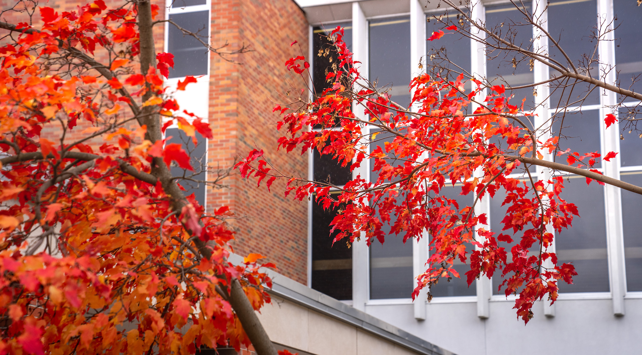 Campus scenic