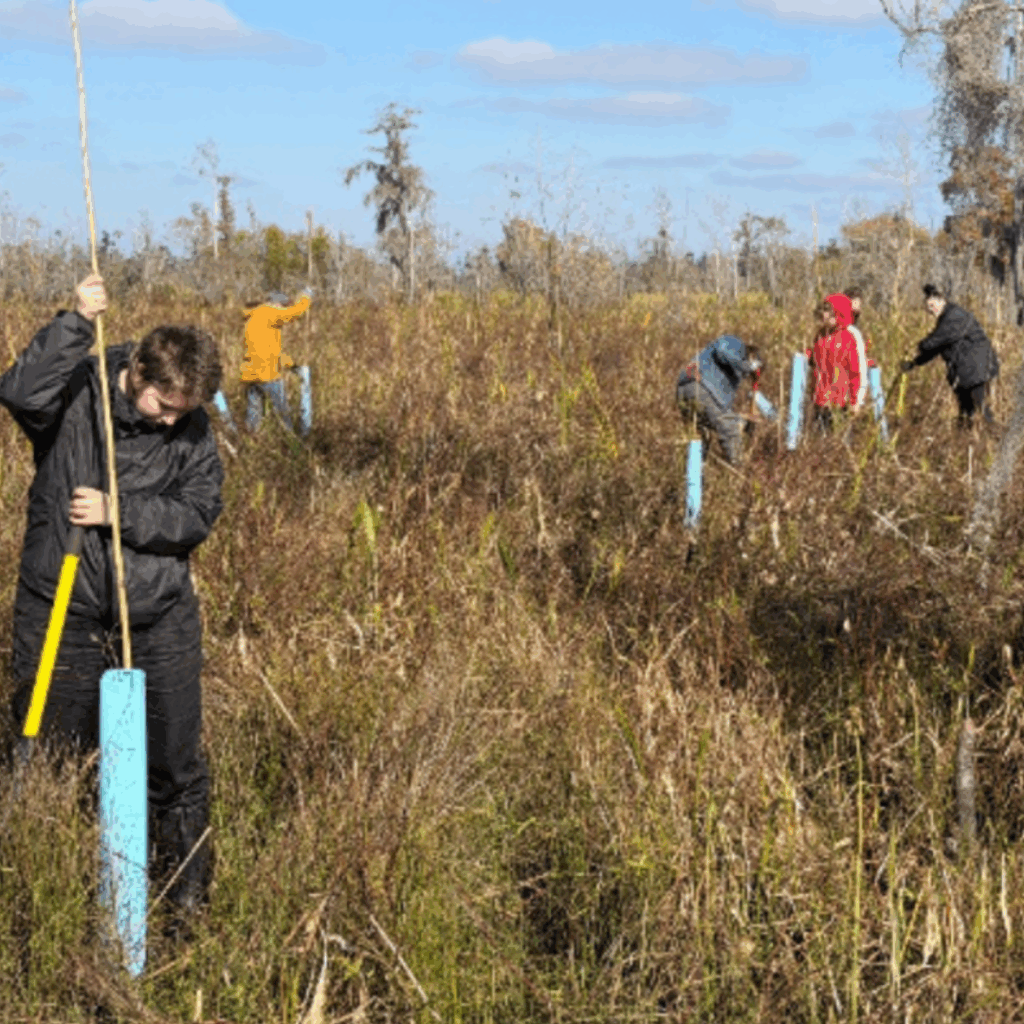 Alma College students plant trees across a brush-filled field.
