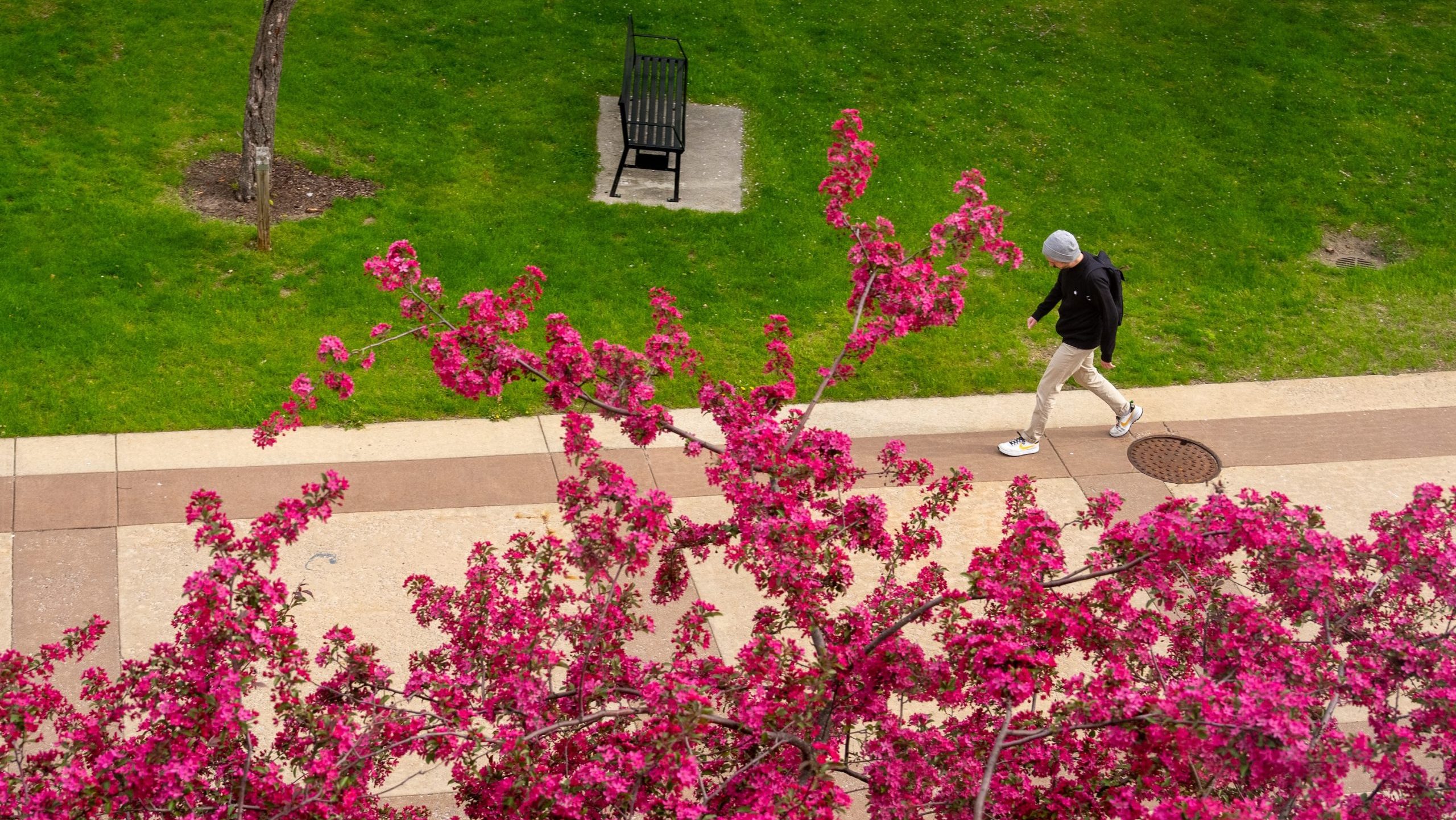 A person walks on a sidewalk next to a grassy area at Alma College, seen from above. Bright pink flowering tree branches fill the foreground, with a bench and green lawn visible in the background—capturing campus life in Winter 2026.