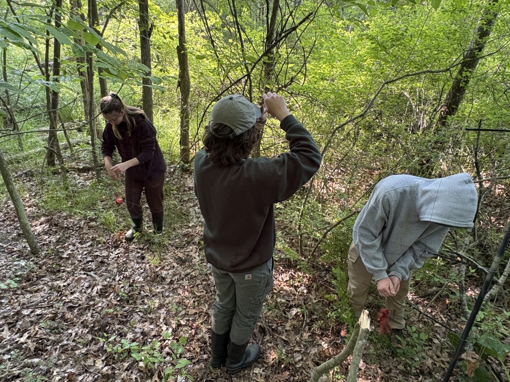 Three people in outdoor clothing work with wire and posts in a green, wooded area as part of a Life Sciences at Alma College field project. The ground is covered with leaves and the trees are dense with foliage.