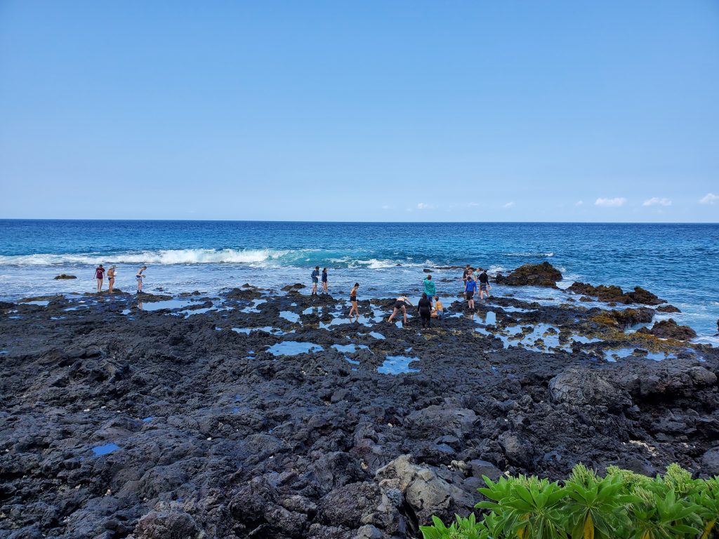 People explore black volcanic rocks and tide pools along a bright blue ocean shoreline under a clear sky, with green plants in the foreground and waves breaking gently in the background—an experience reminiscent of hands-on learning in Life Sciences at Alma College.