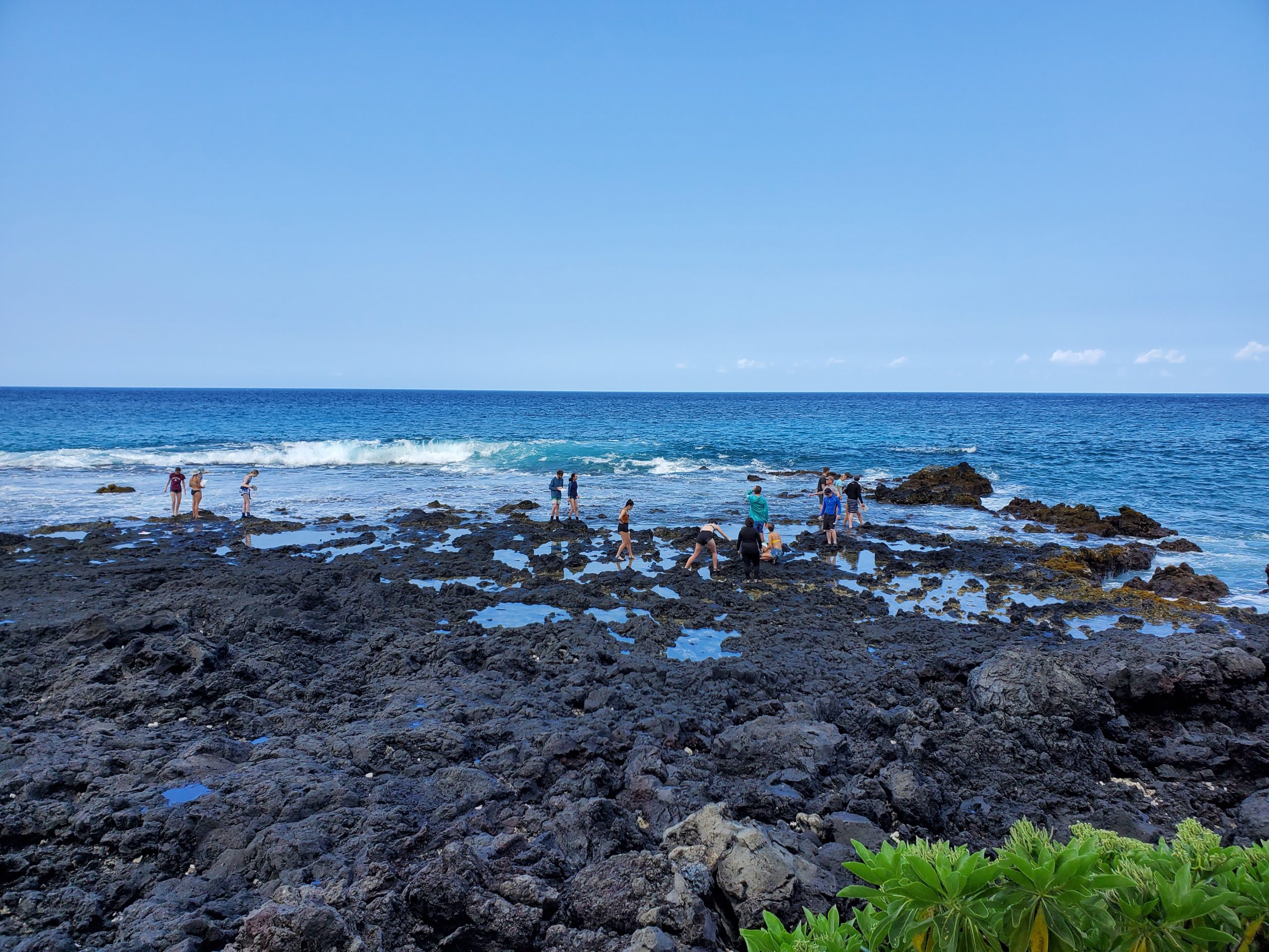 People explore black volcanic rocks and tide pools along a bright blue ocean shoreline under a clear sky, with green plants in the foreground and waves breaking gently in the background—an experience reminiscent of hands-on learning in Life Sciences at Alma College.